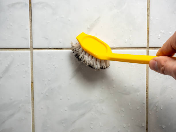 Mold Testing and Removal in Pine Lakes, FL