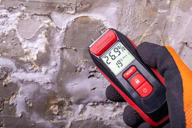 Best Mold Damage Repair  in Pine Lakes, FL